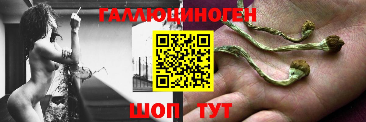 Галлюциногенные грибы Psilocybe Железногорск